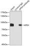 Acylaminoacyl-Peptide Hydrolase antibody, GTX30054, GeneTex, Immunoprecipitation image 