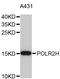 RNA Polymerase II Subunit H antibody, abx127012, Abbexa, Western Blot image 