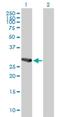 MAP3K7 C-Terminal Like antibody, H00056911-B01P, Novus Biologicals, Western Blot image 