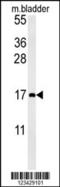 C-C Motif Chemokine Ligand 4 antibody, 55-068, ProSci, Western Blot image 