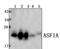 Anti-Silencing Function 1A Histone Chaperone antibody, PA5-75958, Invitrogen Antibodies, Western Blot image 