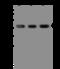 Septin 2 antibody, 206186-T36, Sino Biological, Western Blot image 