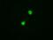 Tripartite Motif Containing 33 antibody, GTX83492, GeneTex, Immunofluorescence image 