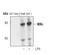 Inhibitor Of Nuclear Factor Kappa B Kinase Subunit Epsilon antibody, PA5-17221, Invitrogen Antibodies, Western Blot image 