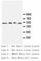 Cathepsin D antibody, LS-C171072, Lifespan Biosciences, Western Blot image 