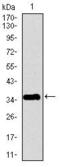 Pancreatic Polypeptide antibody, MA5-17157, Invitrogen Antibodies, Western Blot image 