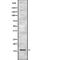 LDOC1 Regulator Of NFKB Signaling antibody, abx216542, Abbexa, Western Blot image 