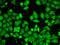 MTOR Associated Protein, LST8 Homolog antibody, orb48977, Biorbyt, Immunocytochemistry image 