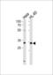 Transcription Factor AP-4 antibody, PA5-35088, Invitrogen Antibodies, Western Blot image 