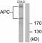 APC Regulator Of WNT Signaling Pathway antibody, A00008, Boster Biological Technology, Western Blot image 