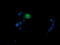 MDM4 Regulator Of P53 antibody, LS-B9824, Lifespan Biosciences, Immunofluorescence image 