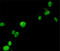 FOXP3 antibody, STJ99099, St John