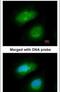 MAPK Activated Protein Kinase 5 antibody, PA5-21880, Invitrogen Antibodies, Immunofluorescence image 