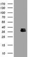 OTU Deubiquitinase, Ubiquitin Aldehyde Binding 1 antibody, TA505133, Origene, Western Blot image 