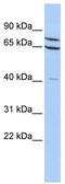 Zinc Finger Protein 471 antibody, TA339520, Origene, Western Blot image 