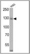CD163 antibody, MA5-11458, Invitrogen Antibodies, Western Blot image 