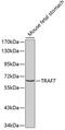 E3 ubiquitin-protein ligase TRAF7 antibody, 18-939, ProSci, Western Blot image 