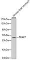 TNF Receptor Associated Factor 7 antibody, 18-939, ProSci, Western Blot image 