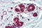 Insulin Degrading Enzyme antibody, MBS242756, MyBioSource, Immunohistochemistry frozen image 