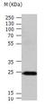 RAS Like Proto-Oncogene B antibody, TA322939, Origene, Western Blot image 