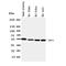 Interferon Regulatory Factor 5 antibody, orb138007, Biorbyt, Western Blot image 