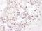 Interleukin enhancer-binding factor 3 antibody, A303-121A, Bethyl Labs, Immunohistochemistry frozen image 