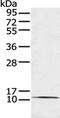 Trefoil Factor 3 antibody, CSB-PA069176, Cusabio, Western Blot image 