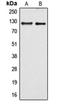 Rho Guanine Nucleotide Exchange Factor 1 antibody, orb214865, Biorbyt, Western Blot image 