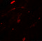 Transglutaminase 5 antibody, 6537, ProSci, Immunofluorescence image 