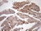 Aladin WD Repeat Nucleoporin antibody, LS-C794438, Lifespan Biosciences, Immunohistochemistry paraffin image 