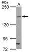 Tight Junction Protein 2 antibody, GTX103135, GeneTex, Western Blot image 