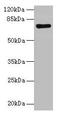 Lysine Acetyltransferase 7 antibody, LS-C212103, Lifespan Biosciences, Western Blot image 