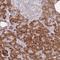 Zinc Finger Protein 510 antibody, NBP2-13578, Novus Biologicals, Immunohistochemistry frozen image 