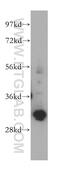 General Transcription Factor IIF Subunit 2 antibody, 15139-1-AP, Proteintech Group, Western Blot image 