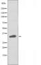 Olfactory Receptor Family 10 Subfamily T Member 2 antibody, orb227553, Biorbyt, Western Blot image 