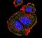 TSC Complex Subunit 2 antibody, PA5-12845, Invitrogen Antibodies, Immunofluorescence image 