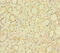 Indian hedgehog protein antibody, A54728-100, Epigentek, Immunohistochemistry paraffin image 