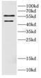 Calumenin antibody, FNab01226, FineTest, Western Blot image 