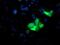 Ubiquitin Specific Peptidase 10 antibody, NBP2-01452, Novus Biologicals, Immunofluorescence image 