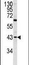 Proline And Arginine Rich End Leucine Rich Repeat Protein antibody, PA5-13619, Invitrogen Antibodies, Western Blot image 