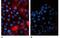 Beta-2-Microglobulin antibody, NB500-317, Novus Biologicals, Immunocytochemistry image 