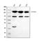 Ataxin 2 antibody, A01915, Boster Biological Technology, Western Blot image 
