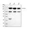 Sca2 antibody, A01915, Boster Biological Technology, Western Blot image 