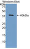 C-C motif chemokine 5 antibody, LS-C296212, Lifespan Biosciences, Western Blot image 