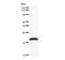 Mitochondrial RRNA Methyltransferase 2 antibody, LS-C342631, Lifespan Biosciences, Western Blot image 