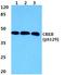 CAMP Responsive Element Binding Protein 1 antibody, A00577S129, Boster Biological Technology, Western Blot image 