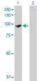 Erythrocyte Membrane Protein Band 4.1 Like 1 antibody, H00002036-B01P, Novus Biologicals, Western Blot image 