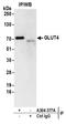 Solute Carrier Family 2 Member 4 antibody, A304-377A, Bethyl Labs, Immunoprecipitation image 