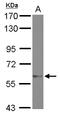 Zinc Finger Protein 329 antibody, LS-C155675, Lifespan Biosciences, Western Blot image 