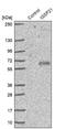Immunoglobin Superfamily Member 21 antibody, NBP1-81191, Novus Biologicals, Western Blot image 